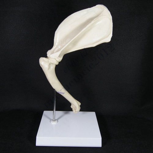 HS canine dog shoulder joint model veterinary anatomy anatomical display study