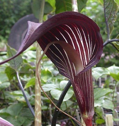 Fresh Exotic Arisaema &#034;speciosum&#034; (Cobra Lily)-(10 Premuim Seeds) WOW, L@@K!!!!!