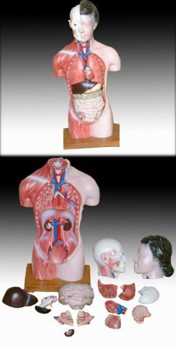 Professional medical anatomic model female torso 15 parts 42cm 17&#034; it-033 artmed for sale