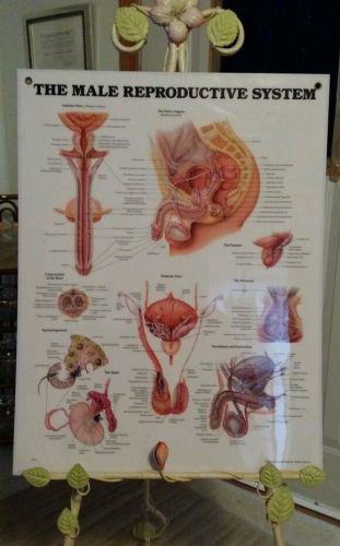The Male Reproductive System laminated Chart Anatomical Chart Company 1990