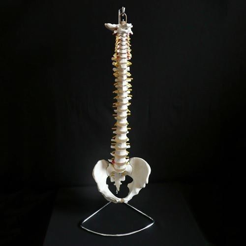 Human Vertebral Column with Pelvis Skeleton Model - Medical Anatomical Spine
