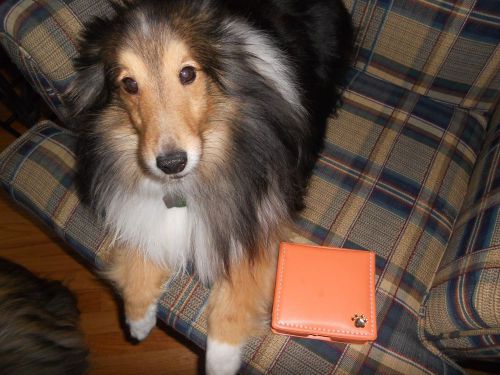 4 SHELTIE RESCUE ORANGE NOTE BOX HOLDER WITH PAW PRINT  PLAIN NOTE PAPER