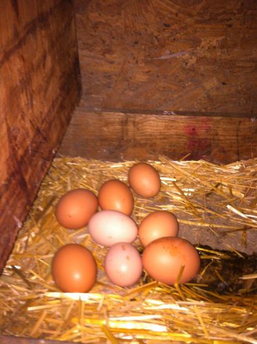 Rhode Island Red Fertilized Eggs 12ct.