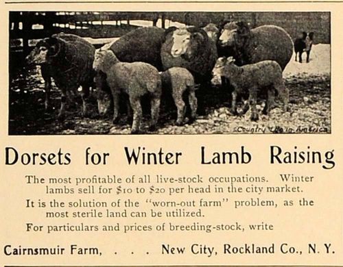 1907 ad dorset winter lambs sheep cairnsmuir farm - original advertising cl4 for sale