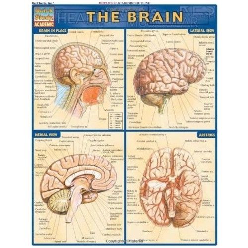 Anatomy Of The Brain Medical Human Study Guide Chart Academic Anatomical Section