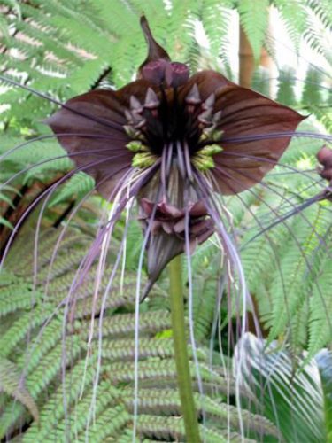 Fresh Exotic Tacca &#034;chantrieri&#034; (Black Bat Flower)-(10 Seeds) WOW, L@@K!!!!