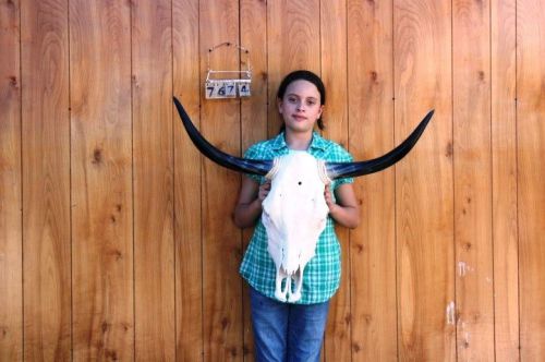 Steer skull and 2&#039; 10&#034; long horns cow longhorns h7674 for sale