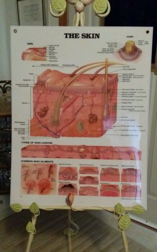 Vintage The Skin laminated anatomical chart Anatomical Chart Company 1990