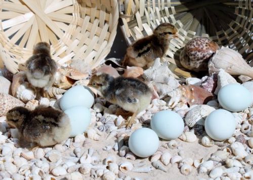 6+ Cream Legbar Fertile Hatching Eggs ~Autosexing Breed~