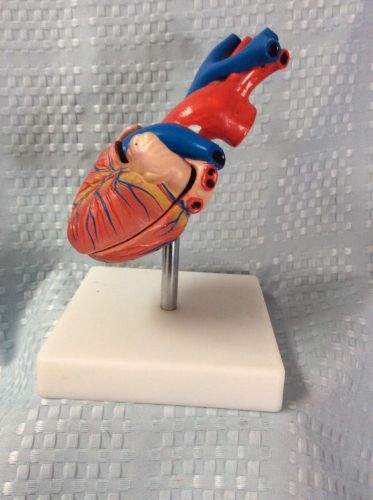 Medical Heart Model  2 Parts On Stand