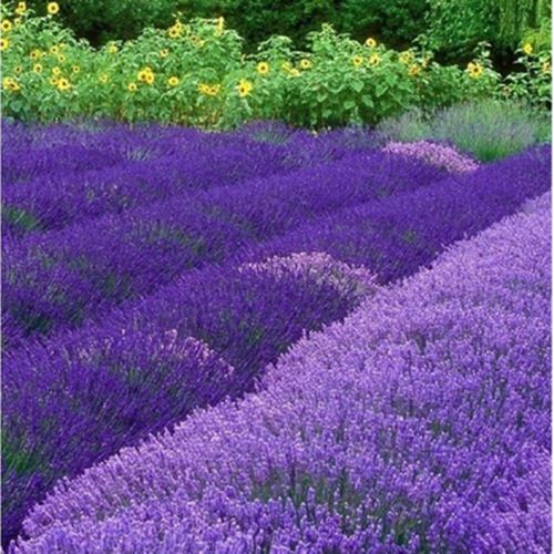 20 Purple Lavender Seeds Lavandula Angustifolia Lavender Herb Organic