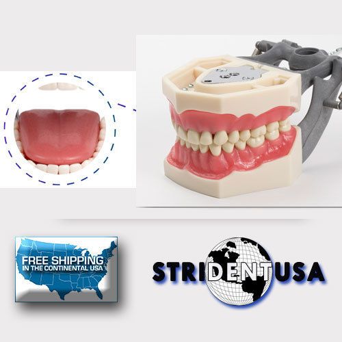 Dental typodont model fg3/ag3 with tongue fits frasaco brand removable  teeth for sale