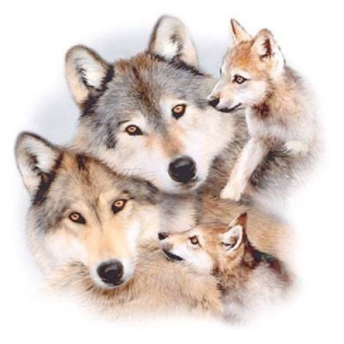 Wolf Family HEAT PRESS TRANSFER for T Shirt Tote Sweatshirt Quilt Fabric 220a