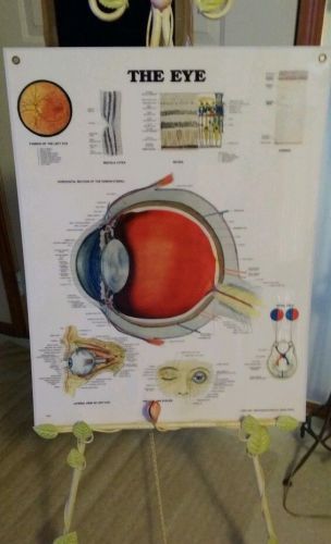 Vintage The Eye laminated anatomical chart Anatomical Chart Company 1979 1981