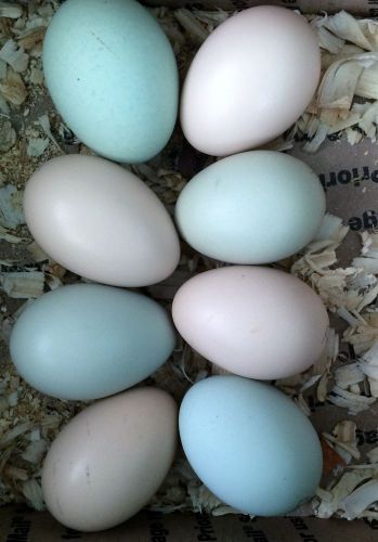 6 + hatching eggs ameraucanas easter eggers chickens for sale