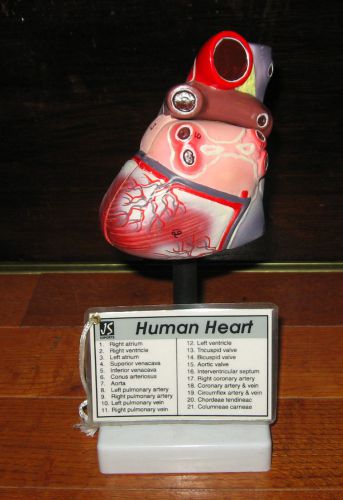 JS Exports 2-Pc Heart Model w/Stand &amp; Information Key Card