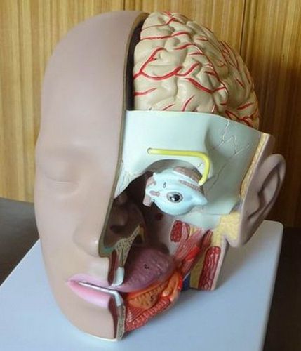 NEW Human Anatomy Head Skull Brain Medical Comprehensive Model 57