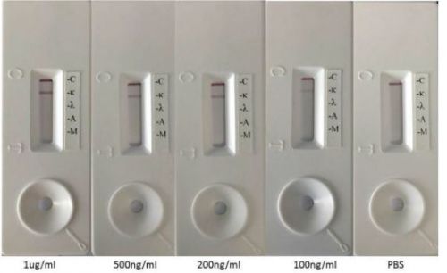 Rapid Rat Monoclonal Antibody Isotyping Kit, Cat. #ISO-R8, 2 strips/test/pouch