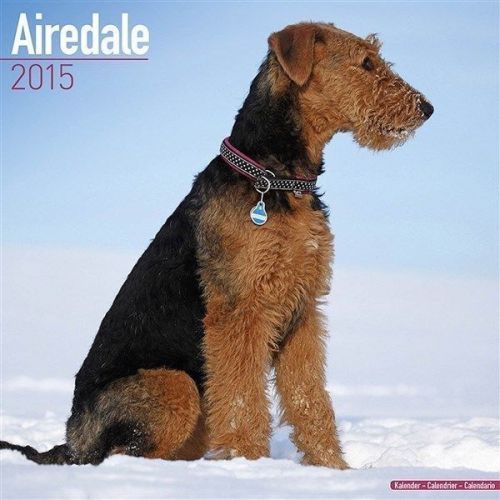 NEW 2015 Airedale Wall Calendar by Avonside- Free Priority Shipping!