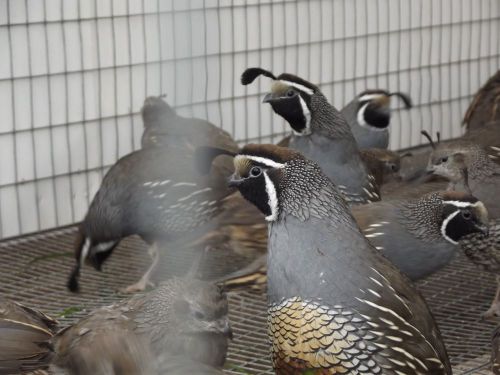15+ California Valley Quail Hatching Eggs, NPIP Flock, For Incubation