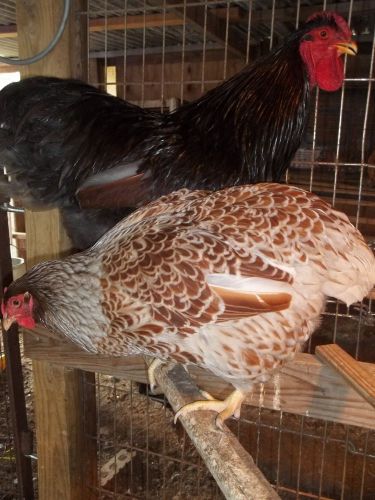 Blue Laced Red Wyandotte Hatching Eggs 6 + eggs