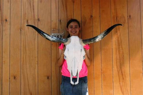Steer skull long horns 3&#039; 10&#034; cow bull skulls horn h6259 for sale