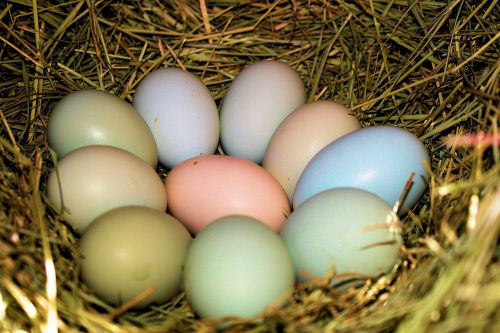 10 Beautiful eggs 12 Beautiful  Baby chicks from Irish Acres