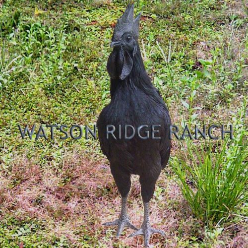 !!!!  ULTRA RARE ~ AYAM Cemani hatchable eggs...NPIP tested healthy! WRR lines!