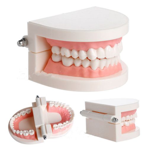 New Adult Standard Dental Teaching Study Typodont Teeth Model BB
