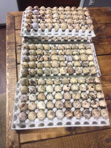 20 mixed coturnix &#034;pharoah&#034; quail hatching eggs