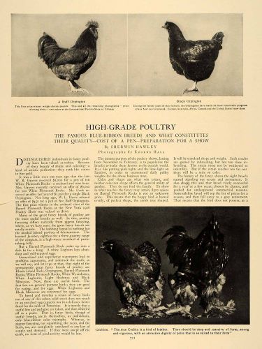 1906 Article Blue Ribbon Champion Poultry Agriculture Orpington Chickens CLA1