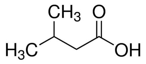 Isovaleric acid, 3-Methylbutanoic acid, 99.0+%, 100ml