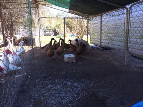 10+ Khak Campbell Ducks  Hatching Eggs