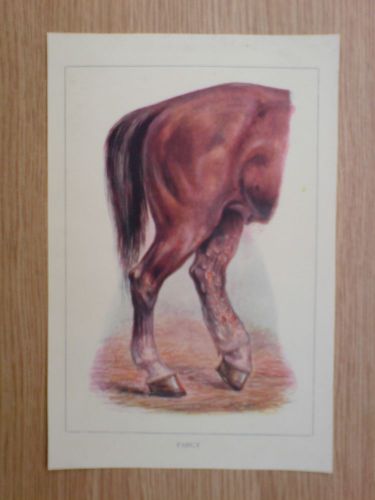 vintage plate/print circa 1910 of a horse with farcy
