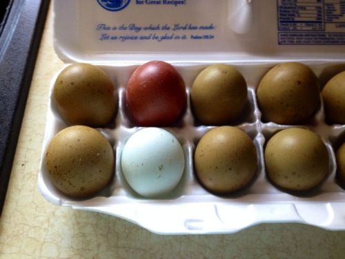8+ Sex-Linked Olive Egger Hatching Eggs Cream Legbar X Black Copper Marans NPIP