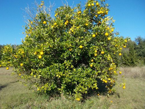 Seville Oranges / Sour Oranges - 5 acres / 350 trees ready to harvest