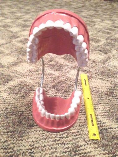 Dental teeth clear model Giant