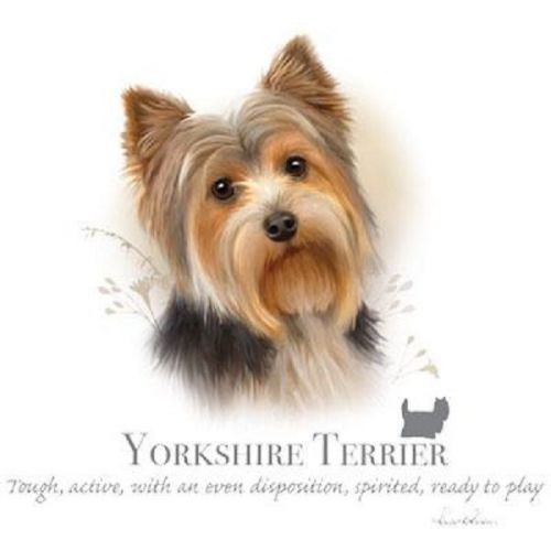 Yorkshire Terrier Dog HEAT PRESS TRANSFER For T Shirt Sweatshirt Fabric 917b