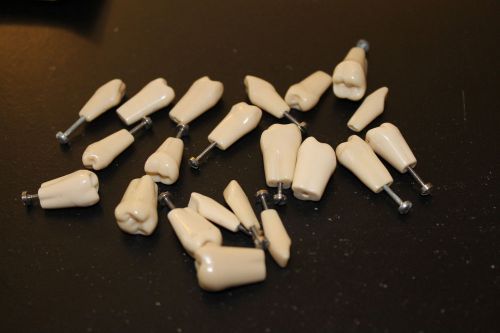 Columbia 760 Teeth Lot Ivorine Tooth Dental typodont dentoform practice