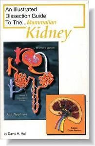 Illustrated Dissection Guide Book to the Mammal Kidney