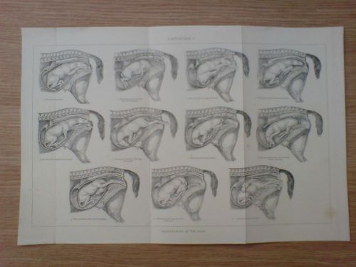 vintage plate/print circa 1910 of parturition, presentations in the mare