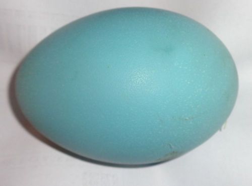 1 FRESH AND FERTILE EMU EGGS READY FOR HATCHING
