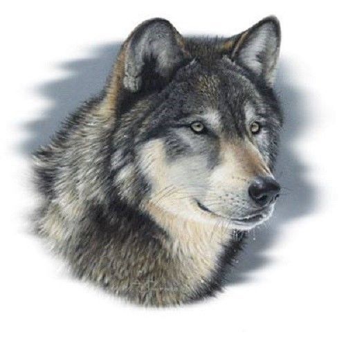 Wolf Stare HEAT PRESS TRANSFER for T Shirt Tote Bag Sweatshirt Quilt Fabric 224