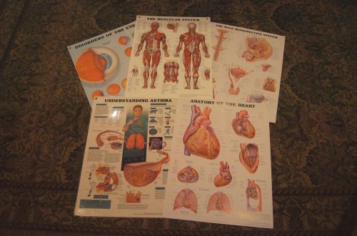 MEDICAL - Education Charts - Five: Muscle-Heart-Eye Disorder-Asthma- Male Repro