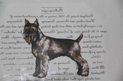 Package of 100 Full Color Heat Transfers Schnauzer New in Package