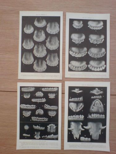 4 vintage plate/prints circa 1910 of dentition of horses, ox,sheep and dog,pigs