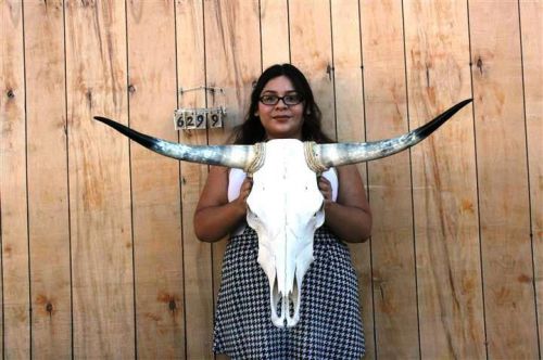 Steer skull and 3 ft 3&#034; in long horns cow longhorns h6299 for sale