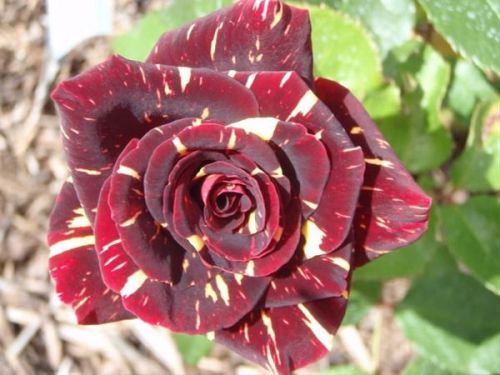 Rare Hocus Pocus Rose (10 Seeds) Beautiful Striped Hybrid Roses.Hardy, L@@K!!!!!