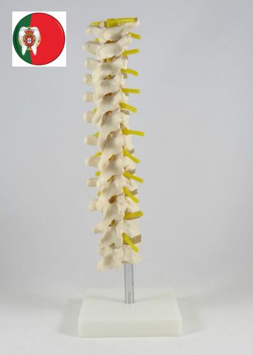 Professional medical educational anatomic model thoracicvertebral column artmed for sale