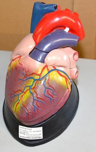Large Sectional Medical Heart Model